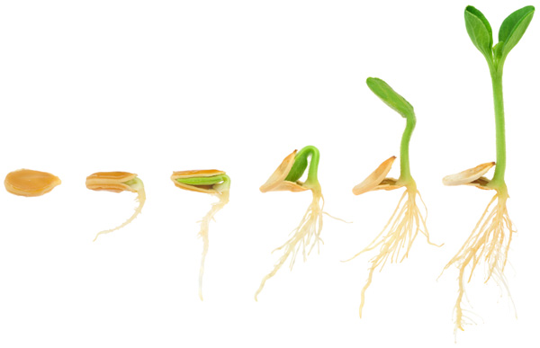 A graphic showing how sprouted grains sprout from seeds.