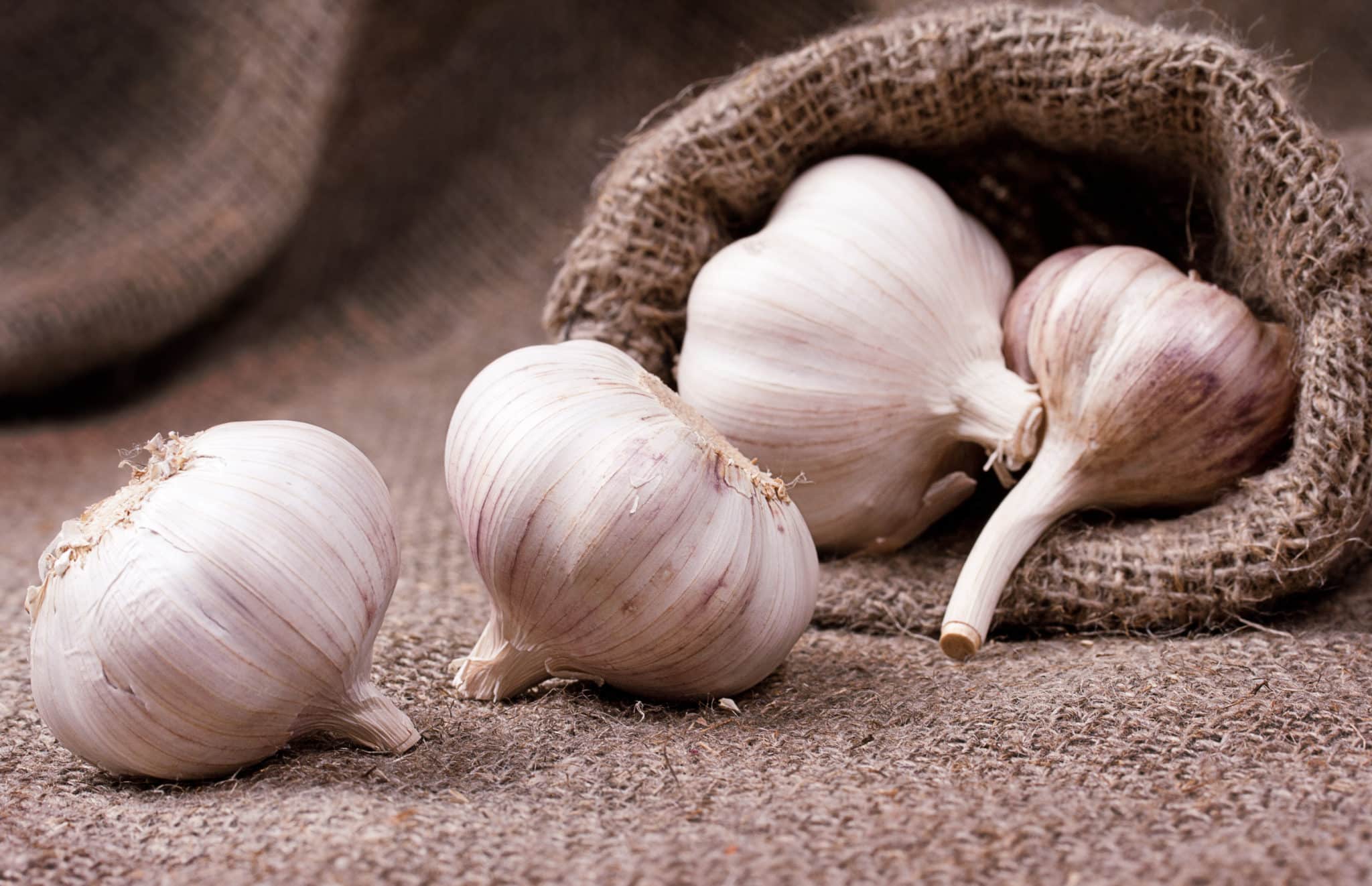 Bulbs of garlic on burlap cloth