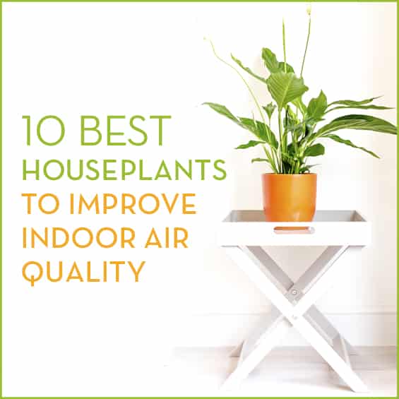 10 Best Houseplants To Improve Air Quality