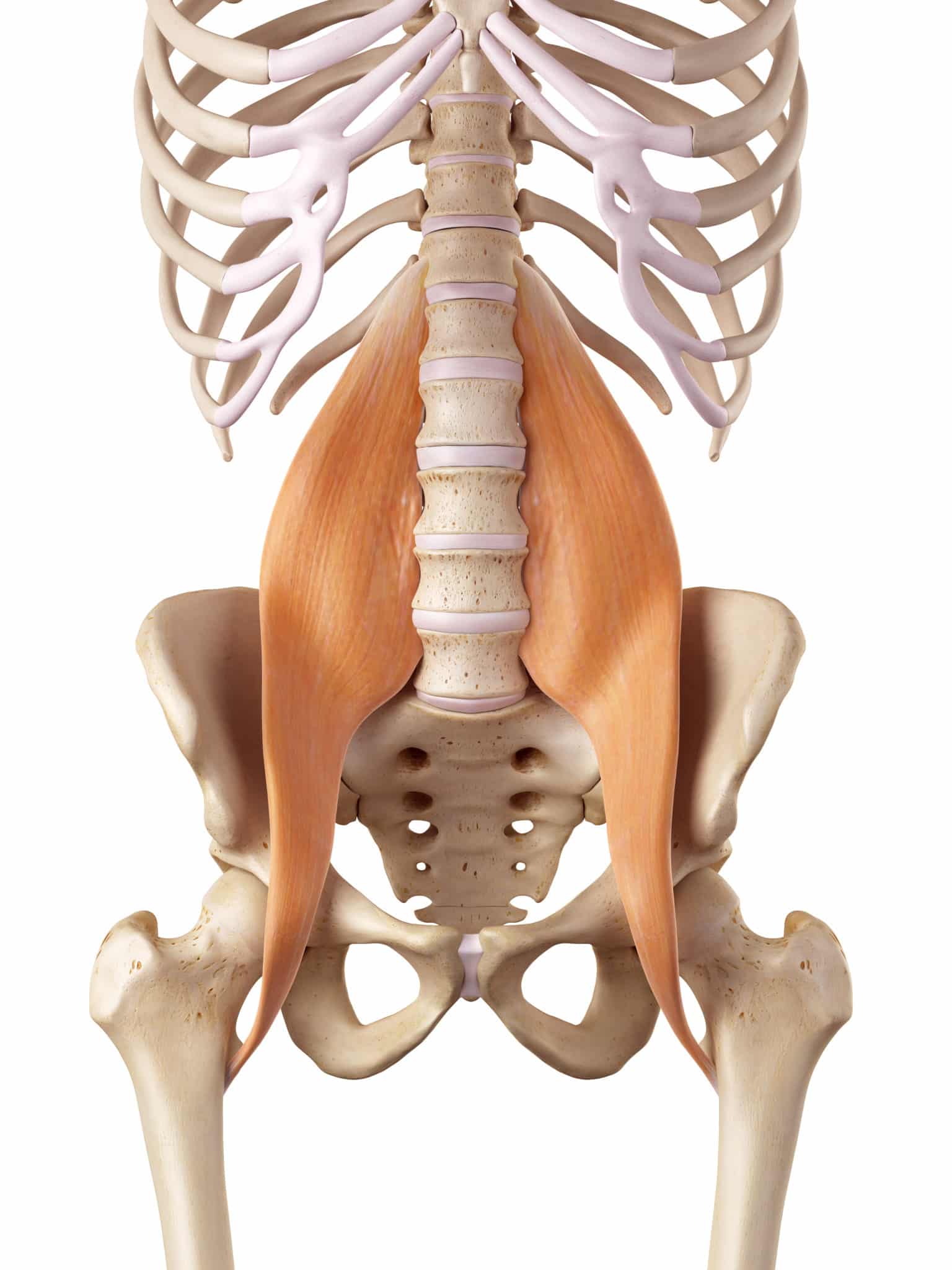 Diagram of the psoas muscle