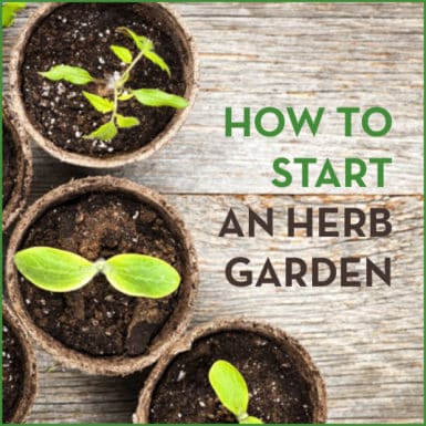 Everything you need to know about starting your own herb garden!