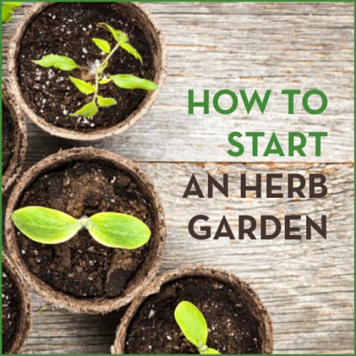 How To Start An Herb Garden - Get Healthy U