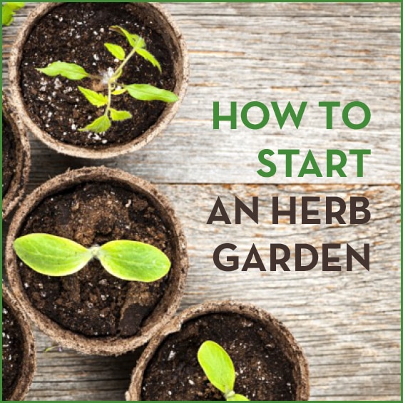 How To Start An Herb Garden Get Healthy U