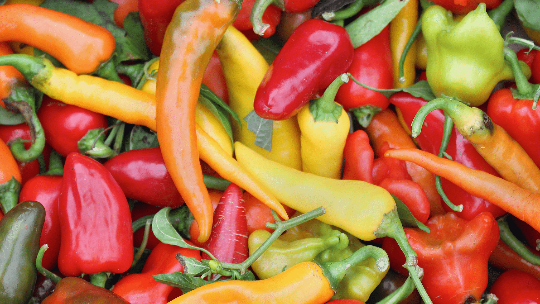 variety of peppers
