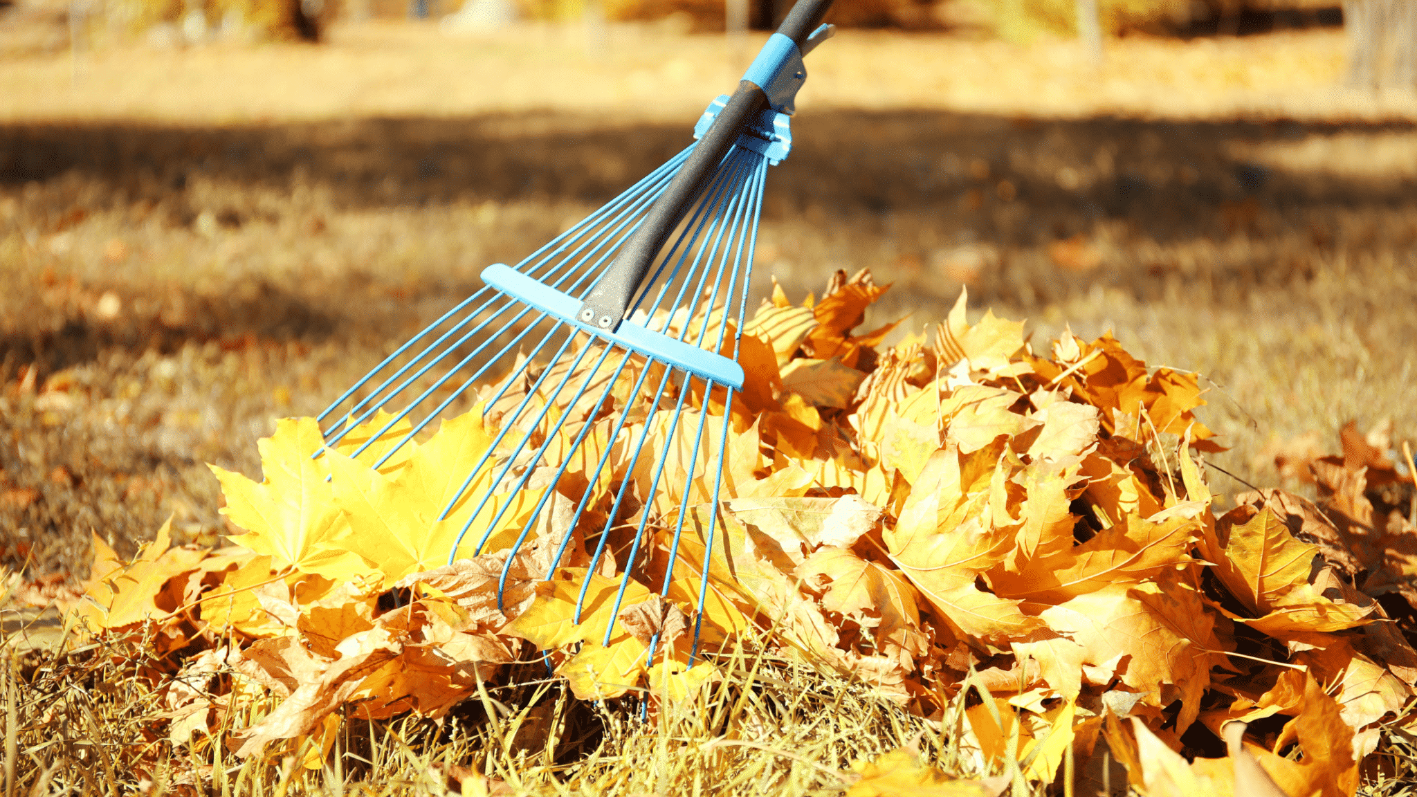 rake and leaves