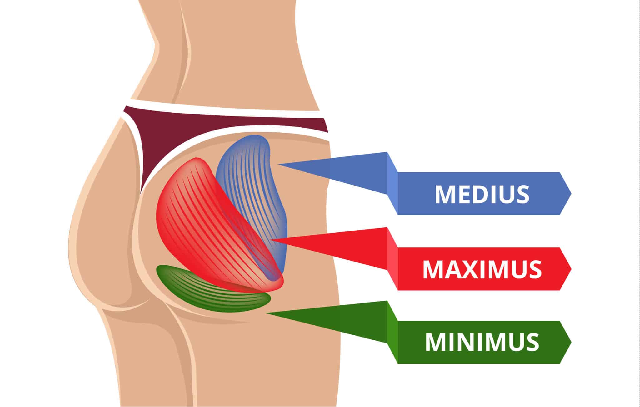 Image of the different muscles in the glutes: medius, maximus, and minimus