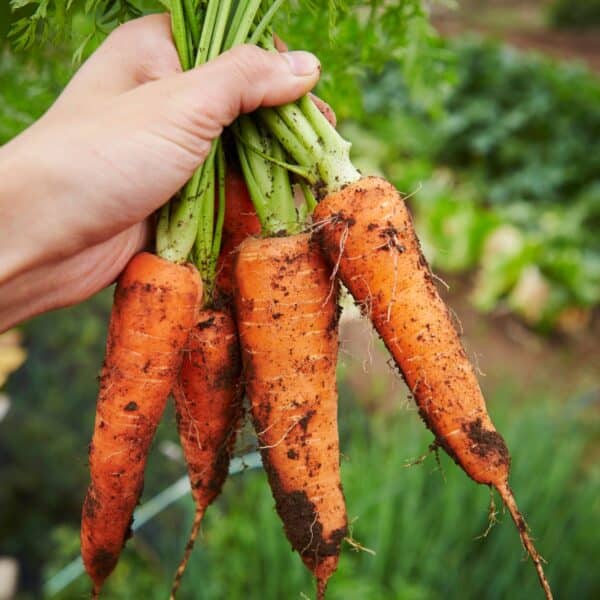 hand holding bunch of carrots from garden