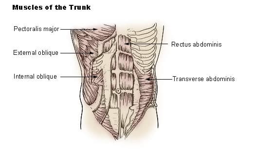 A diagram of the labeled muscles of the core/trunk anatomy