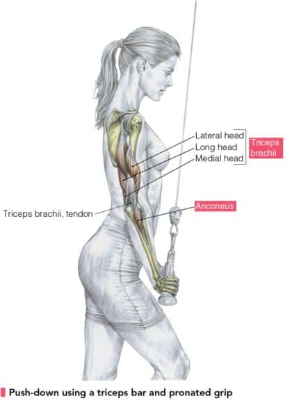 Side angle of woman and tricep muscles with text: lateral head, long head and medial head