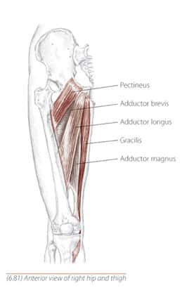 Graphic of interior  thigh muscles with adductors, gracilis and pectineus