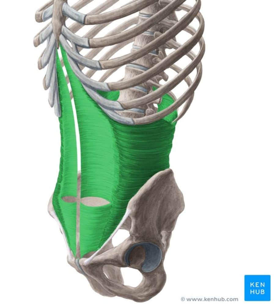Picture of a human skeleton and muscles with the transverse abdominis highlighted in green.