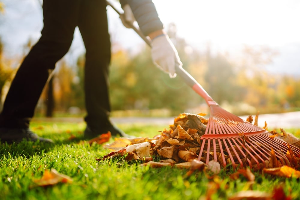 A person raking autumn leaves.