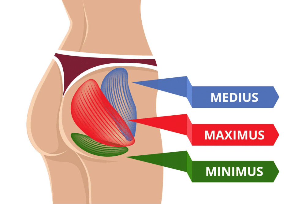 A graphic showing the different glut muscles highlighted in blue, red, and green.