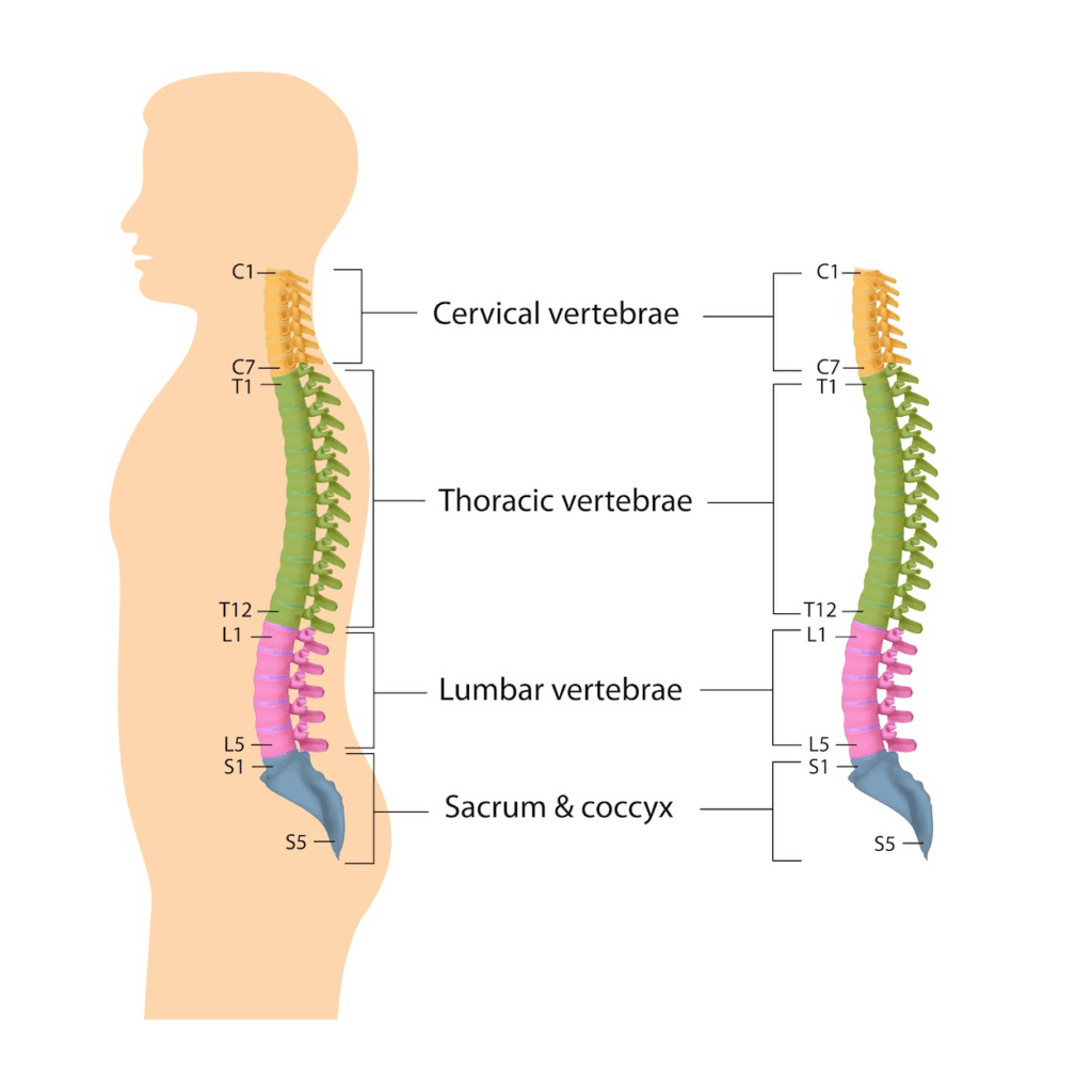 spinal anatomy image